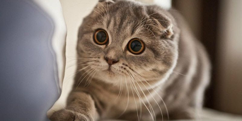 Cách chọn ngày nhập trạch hợp tuổi Kỷ Mão